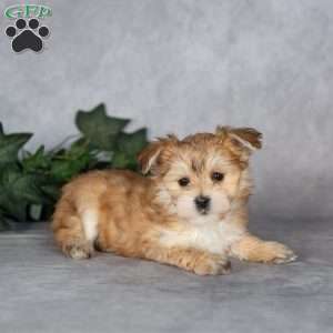 Giggles, Morkie / Yorktese Puppy